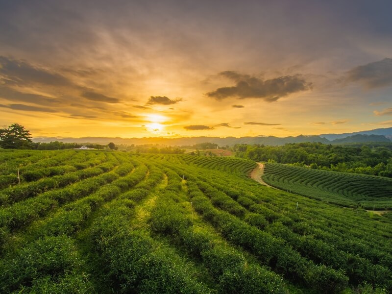 About Aqua Irrigation